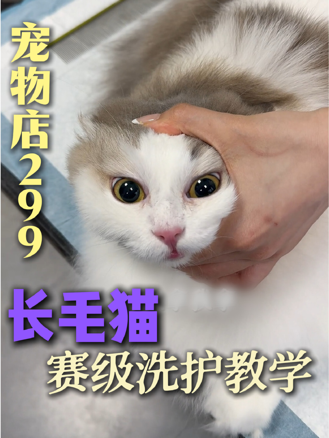 带猫开结160元/小时，店家却嫌累劝你剃掉：这单秋冬猫美容的账，我帮你算清了