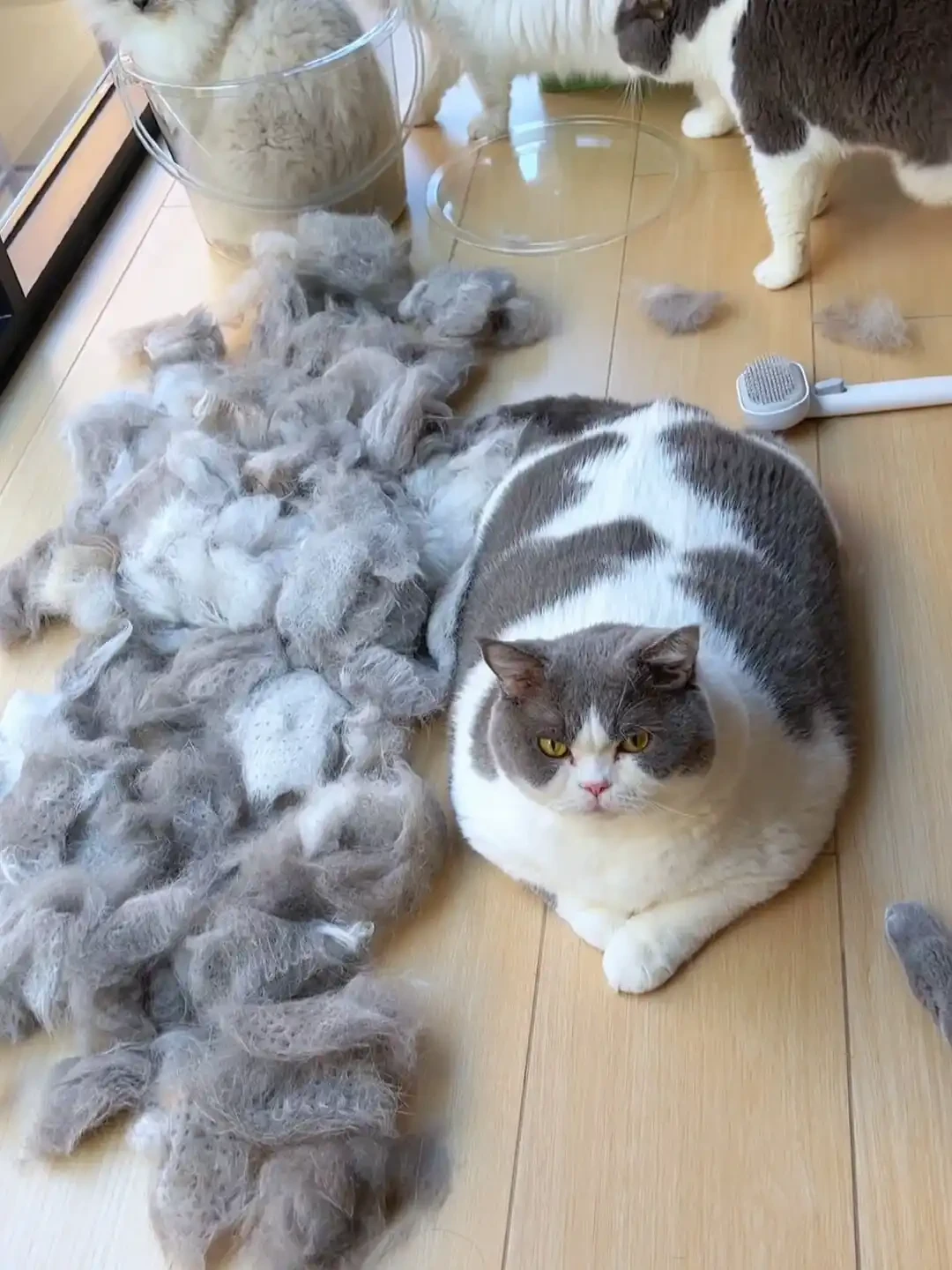 猫毛吃不掉：B站40条换毛季搜索20条是推广，评论区给出的却是另一套打法