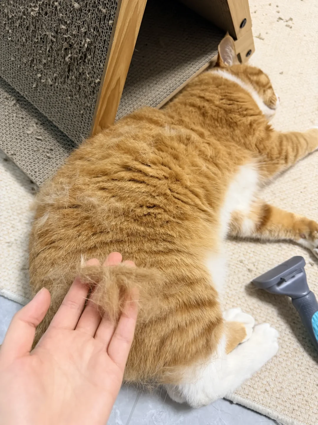 猫毛吃不掉：B站40条换毛季搜索20条是推广，评论区给出的却是另一套打法