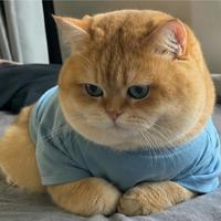 猫毛吃不掉：B站40条换毛季搜索20条是推广，评论区给出的却是另一套打法