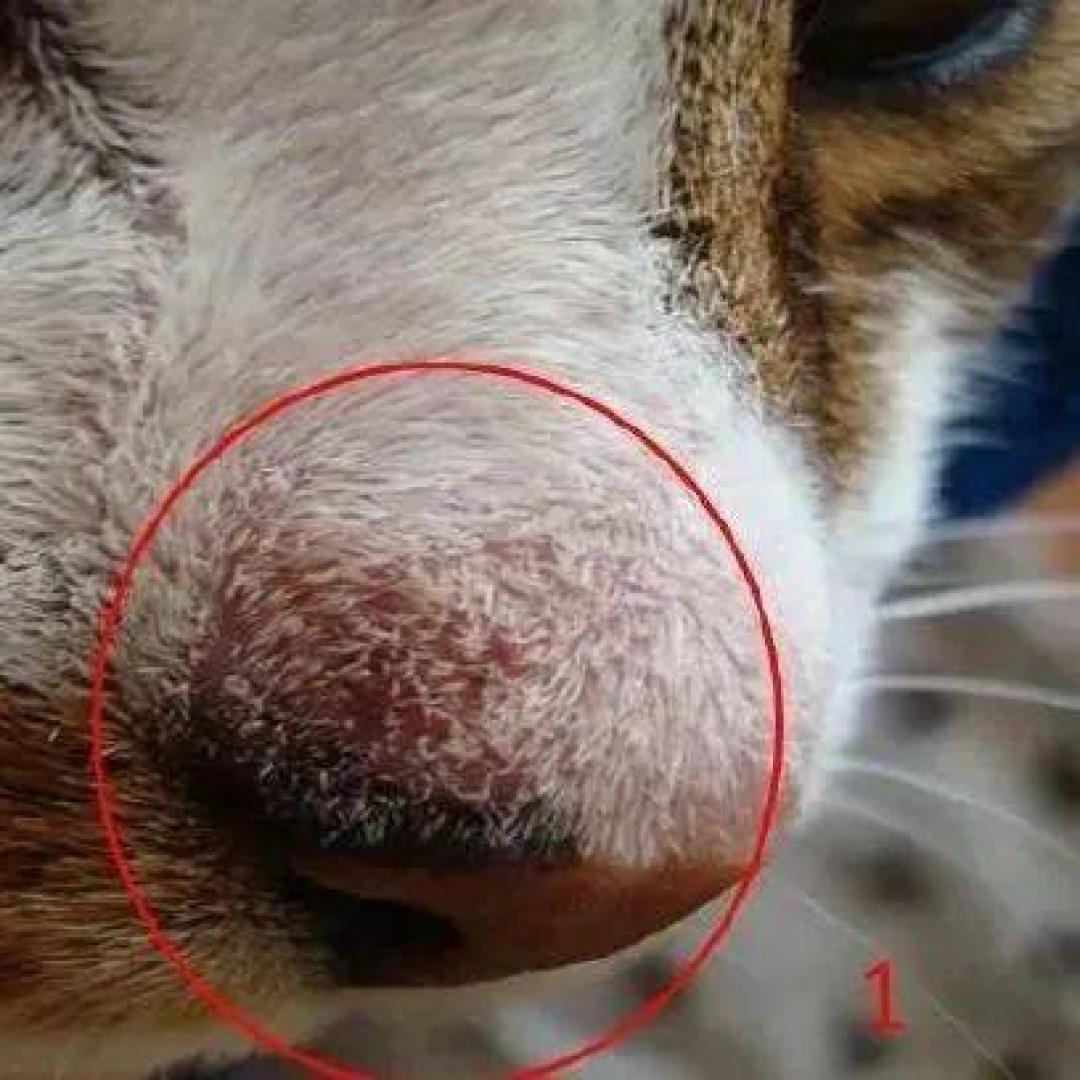 猫毛吃不掉：B站40条换毛季搜索20条是推广，评论区给出的却是另一套打法