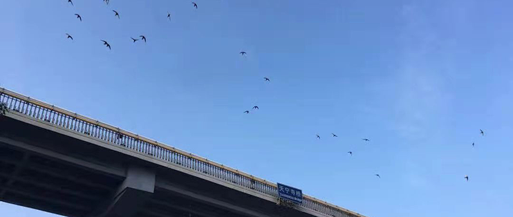 北京雨燕“南飞”过冬，可它们的南方在一万四千多公里外