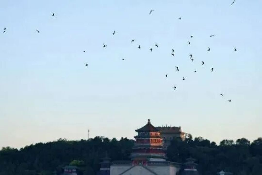 北京雨燕“南飞”过冬,可它们的南方在一万四千多公里外