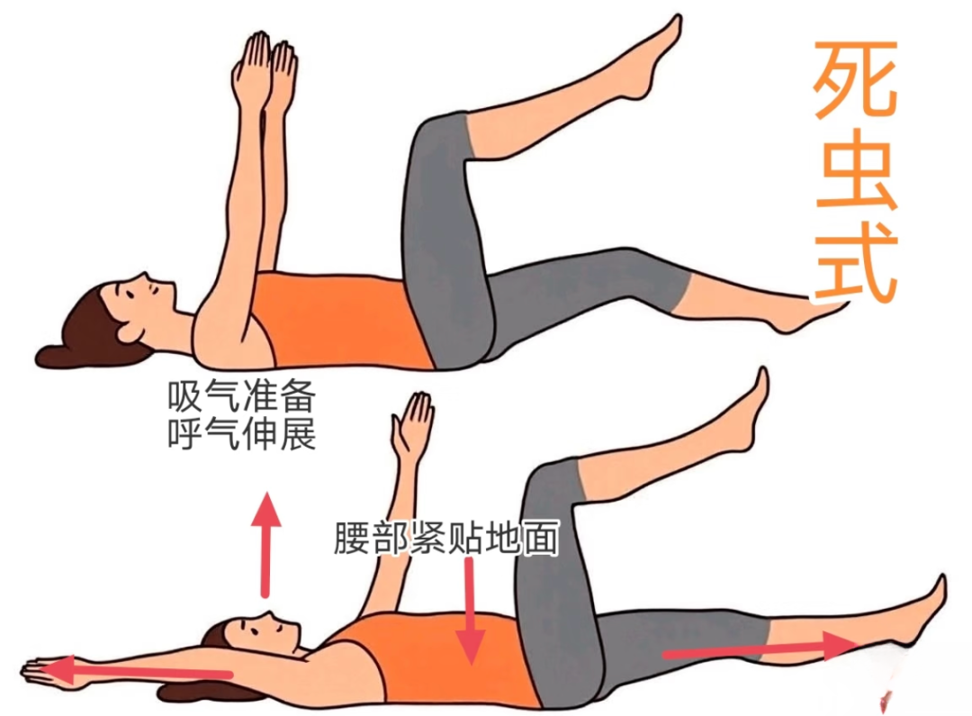 死虫式动作图解：吸气准备、呼气伸展、腰部紧贴地面