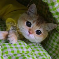 气温骤降12度，猫赖在取暖器不走？这4种取暖方式可能正在烫伤它