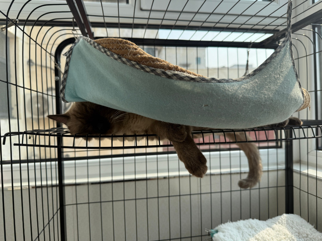 气温骤降12度，猫赖在取暖器不走？这4种取暖方式可能正在烫伤它