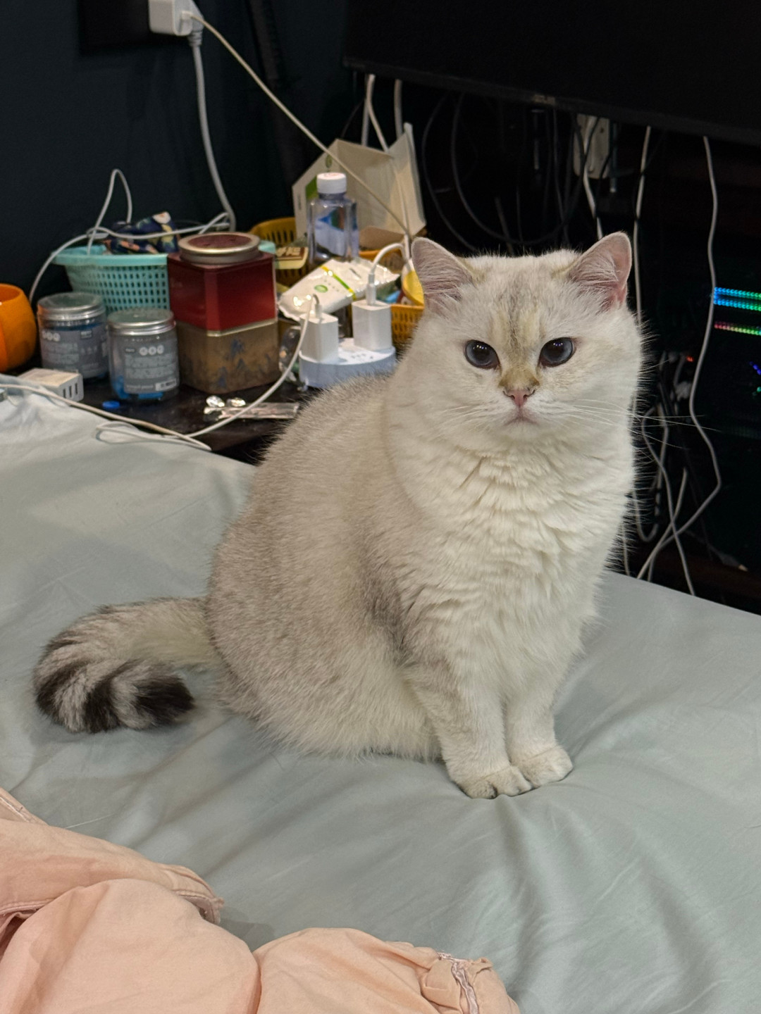 气温骤降12度，猫赖在取暖器不走？这4种取暖方式可能正在烫伤它