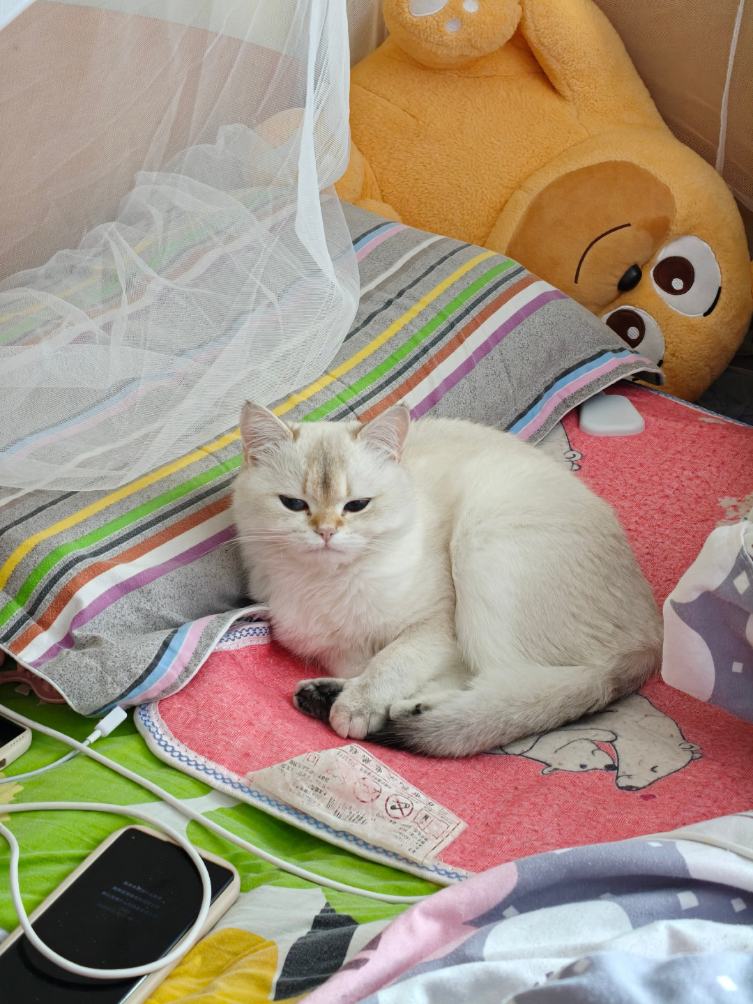 气温骤降12度，猫赖在取暖器不走？这4种取暖方式可能正在烫伤它