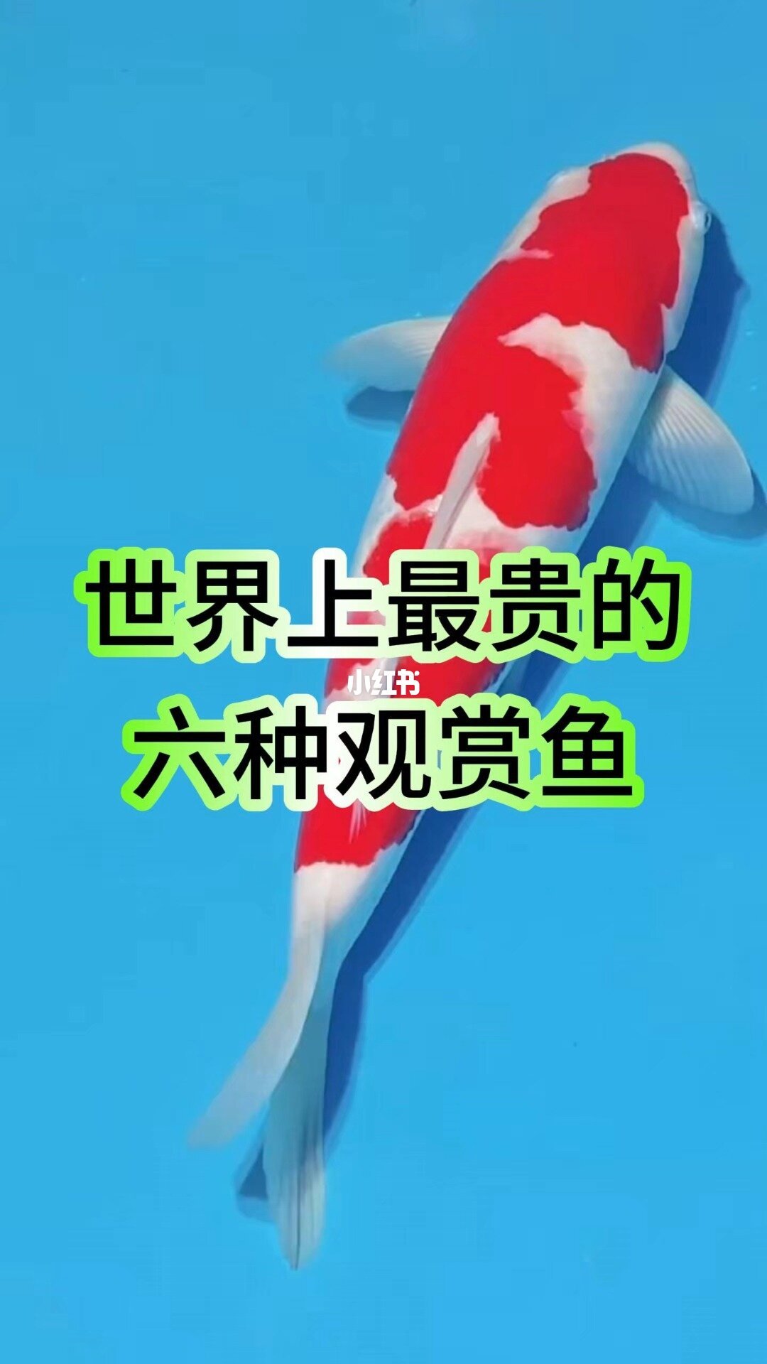 世界上最贵的六种观赏鱼盘点