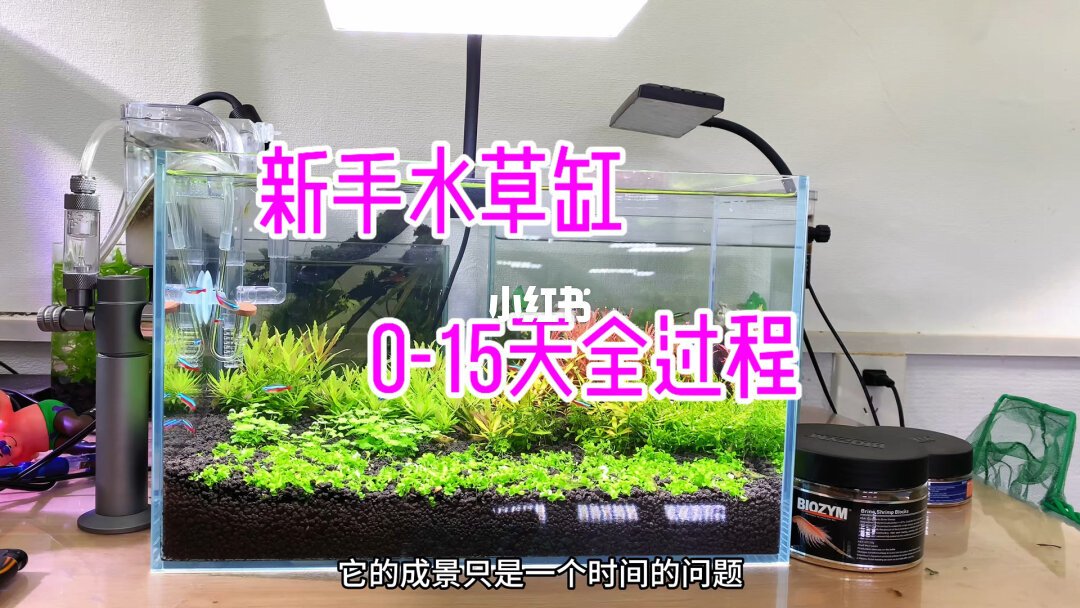 “不换水”生态缸进入翻车验证期：鱼多半不是被脏水害死的，是被三笔看不见的透明账压死的