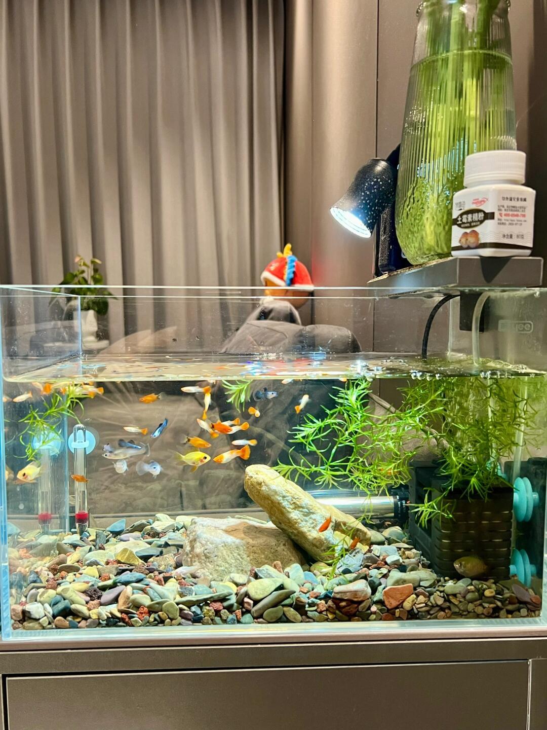 双11水族圈满屏