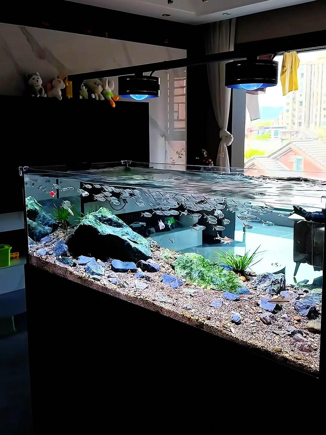 双11水族圈满屏