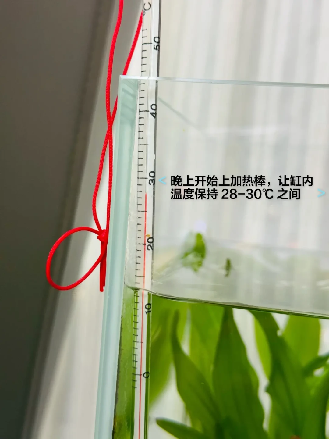降温天醒来鱼身铺满