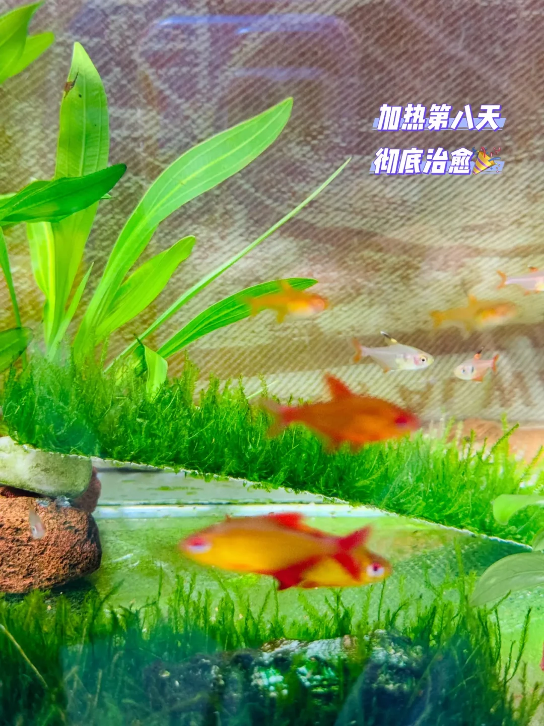 降温天醒来鱼身铺满