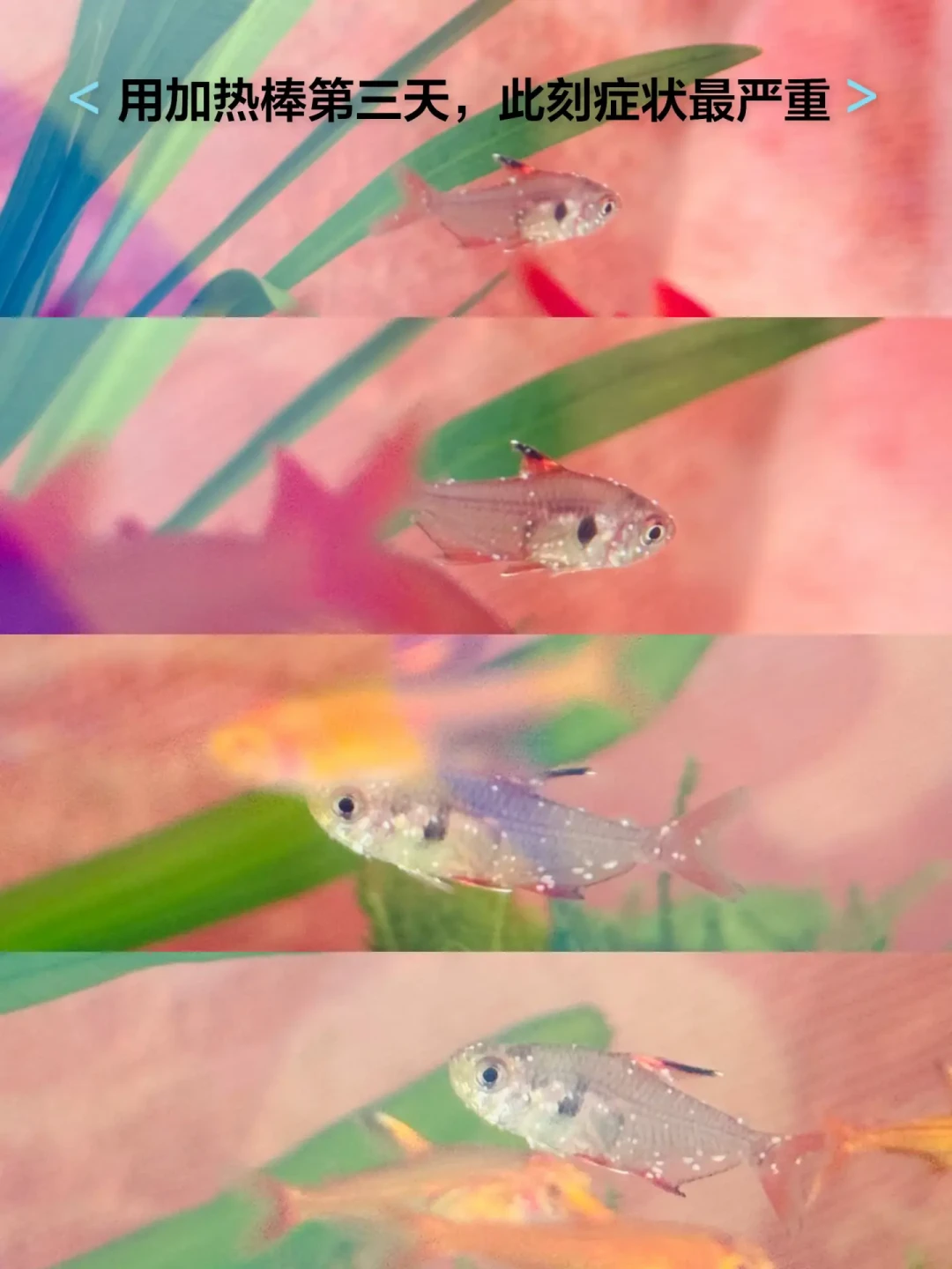降温天醒来鱼身铺满