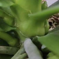 蝴蝶兰爆箭靠的不是肥料多，而是这3样