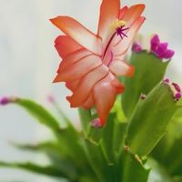 霜降后，赶紧给这几种花“埋一次肥”，越埋长得越好