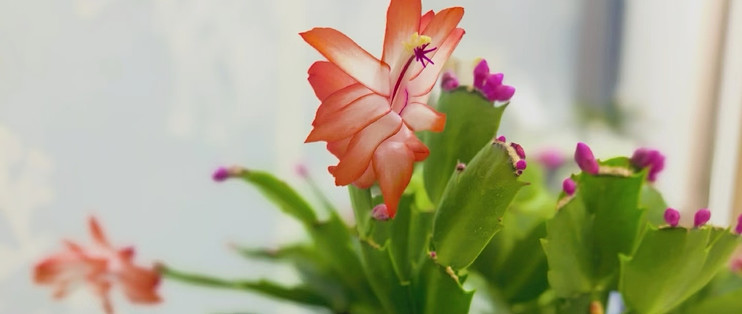 霜降后，赶紧给这几种花“埋一次肥”，越埋长得越好