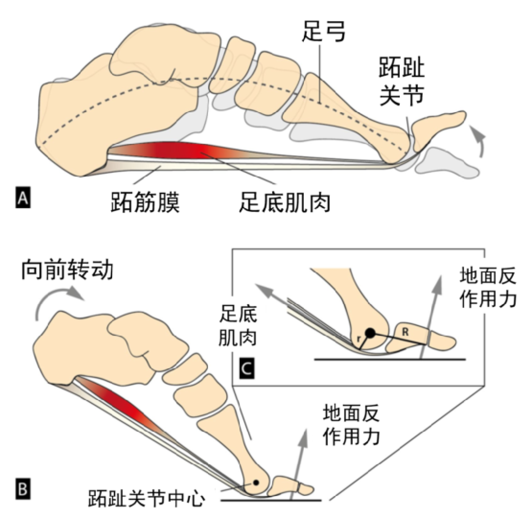 碳板跑鞋：它不会推你一把，人类破2靠的是杠杆