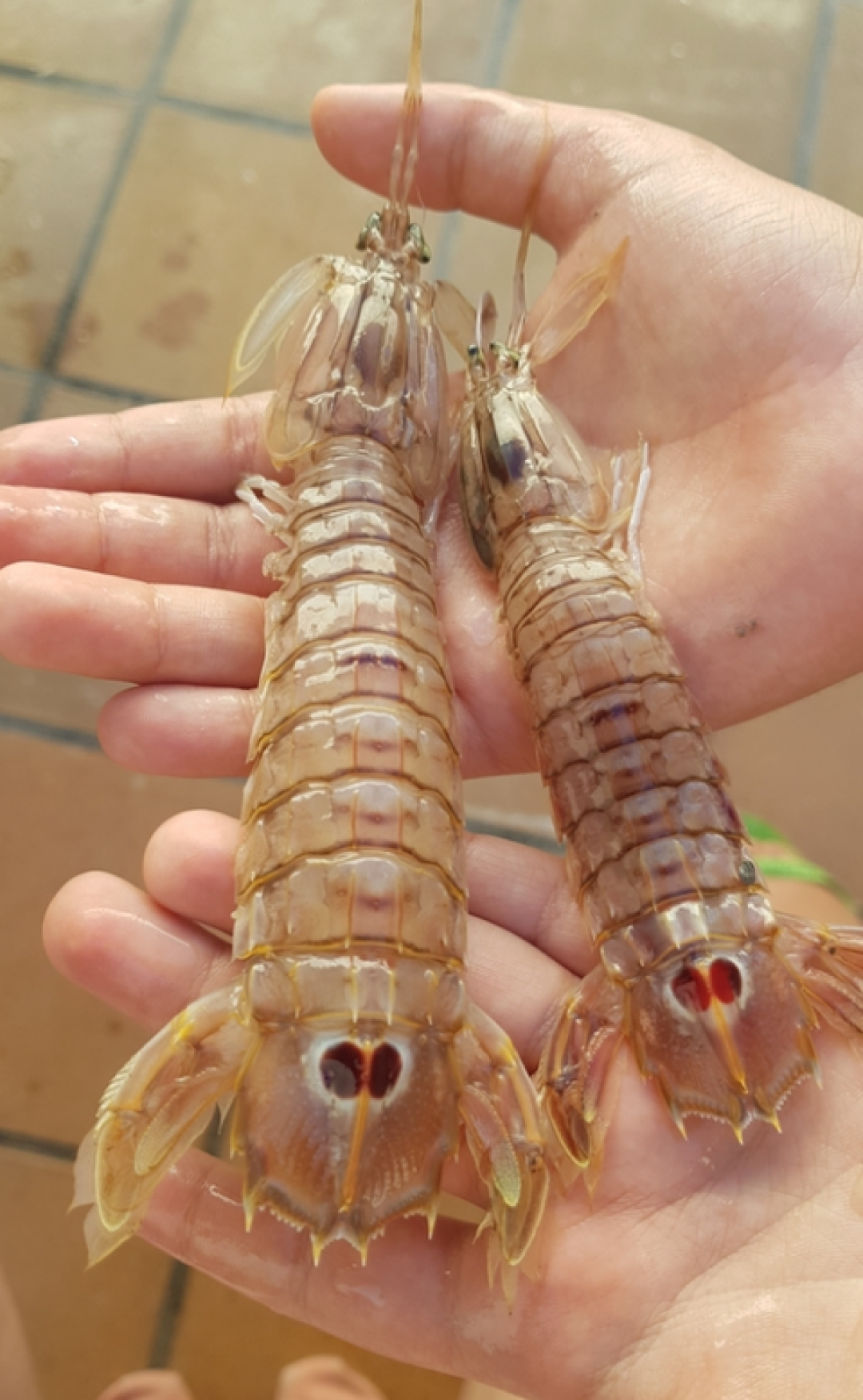 雀尾螳螂虾出拳比子弹快?实测:慢得多,但有第二击