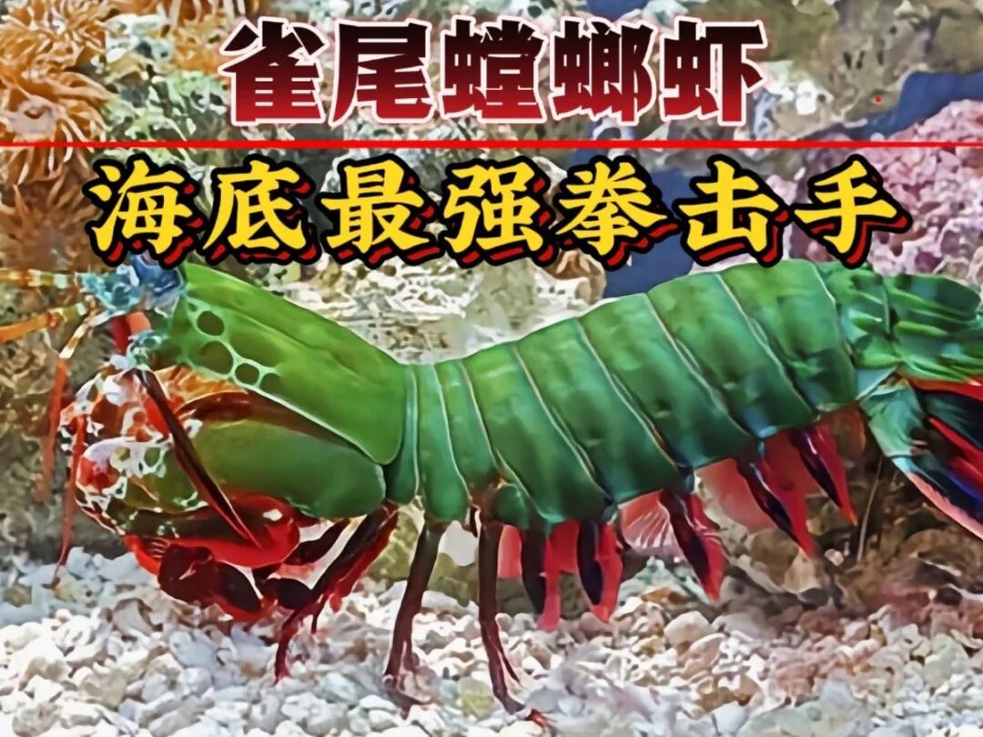 雀尾螳螂虾出拳比子弹快?实测:慢得多,但有第二击