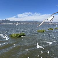 带娃昆明4天3晚追鸥:来早来晚是两副面孔(附分龄路线与账)