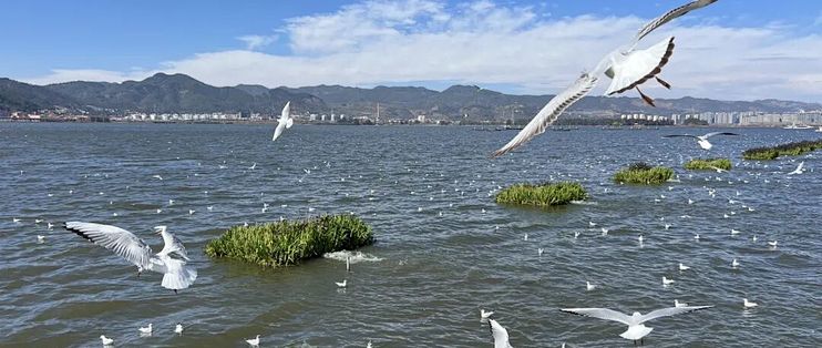 带娃昆明4天3晚追鸥：来早来晚是两副面孔（附分龄路线与账）
