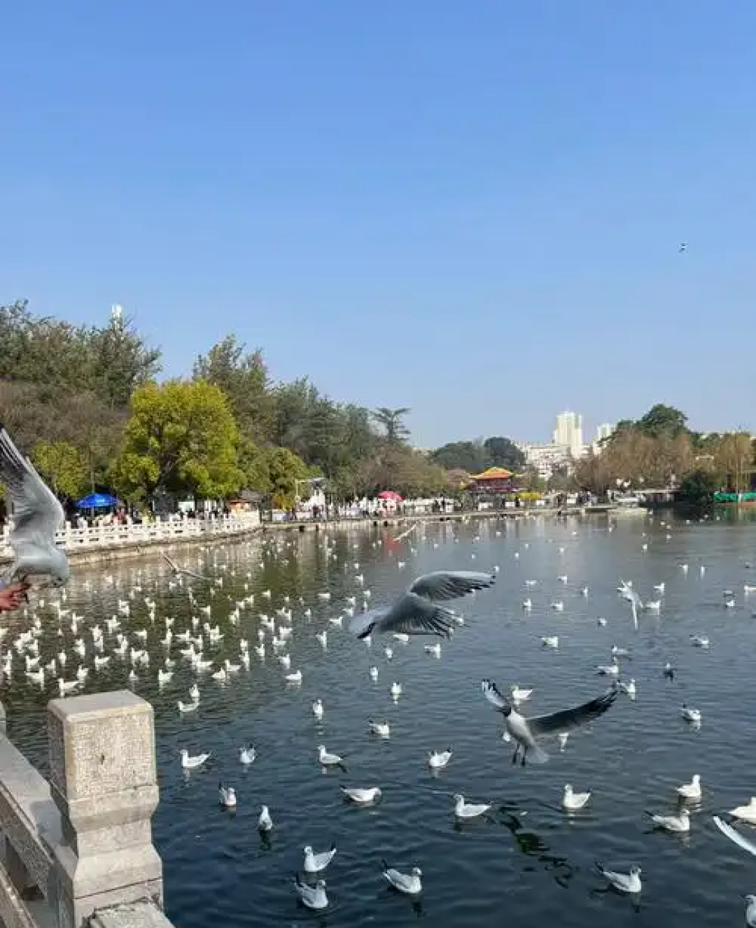 带娃昆明4天3晚追鸥：来早来晚是两副面孔（附分龄路线与账）