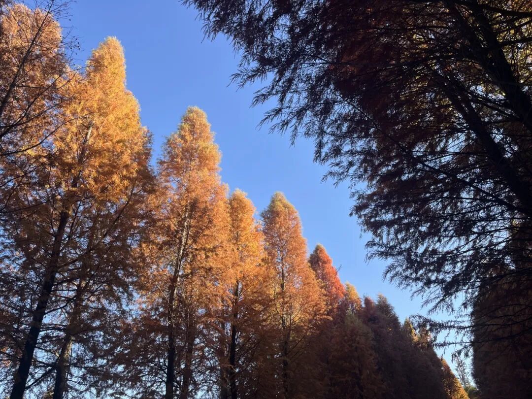 带娃昆明4天3晚追鸥：来早来晚是两副面孔（附分龄路线与账）