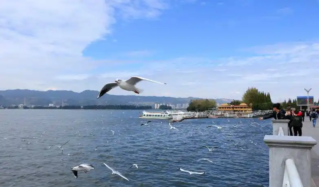 带娃昆明4天3晚追鸥：来早来晚是两副面孔（附分龄路线与账）