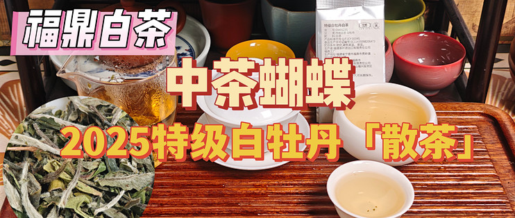【福鼎白茶】中茶蝴蝶2025特级白牡丹「散茶」测评（261024）