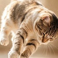 猫从高处落下总能四脚着地，所以它摔不死？