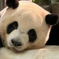 广州攻略:白天看熊猫,晚上吃"水蟑螂",坑我踩完了作业也抄好了