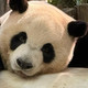 广州攻略：白天看熊猫，晚上吃