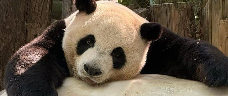 广州攻略：白天看熊猫，晚上吃"水蟑螂"，坑我踩完了作业也抄好了
