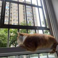 猫对着窗外的鸟咔咔叫，是"憋得慌"？还没实锤过