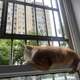猫对着窗外的鸟咔咔叫，是