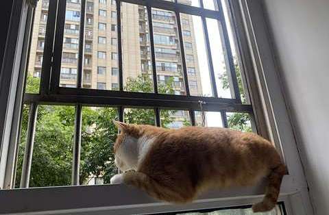猫对着窗外的鸟咔咔叫，是"憋得慌"？还没实锤过