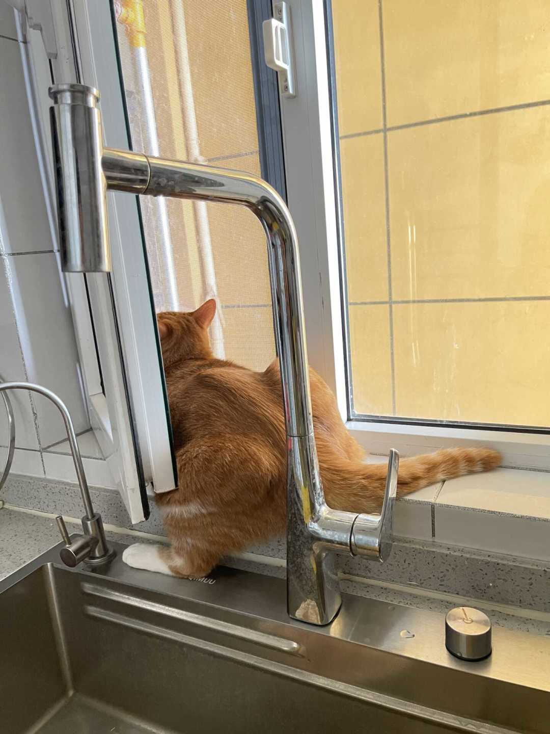猫对着窗外的鸟咔咔叫，是"憋得慌"？还没实锤过