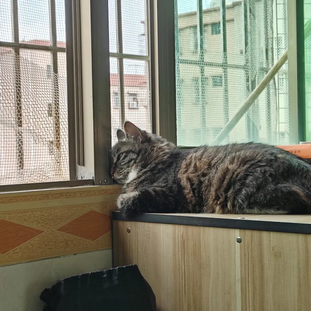 猫对着窗外的鸟咔咔叫，是"憋得慌"？还没实锤过