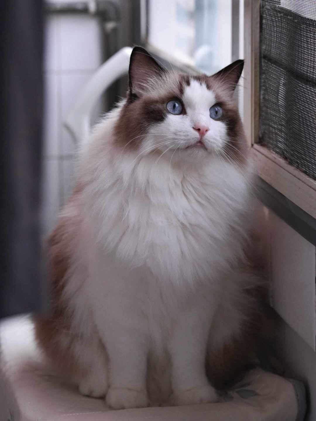 猫对着窗外的鸟咔咔叫，是"憋得慌"？还没实锤过