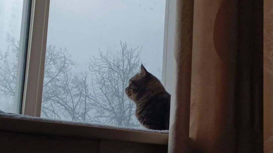 猫凌晨疯跑,“睡前狠玩一顿”为啥对你家不管用?