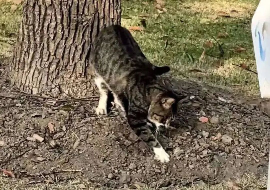 猫凌晨疯跑,“睡前狠玩一顿”为啥对你家不管用?
