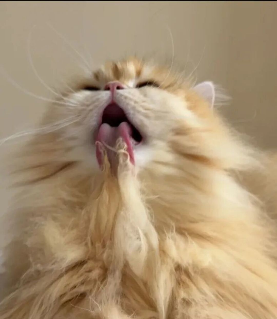 猫凌晨疯跑,“睡前狠玩一顿”为啥对你家不管用?