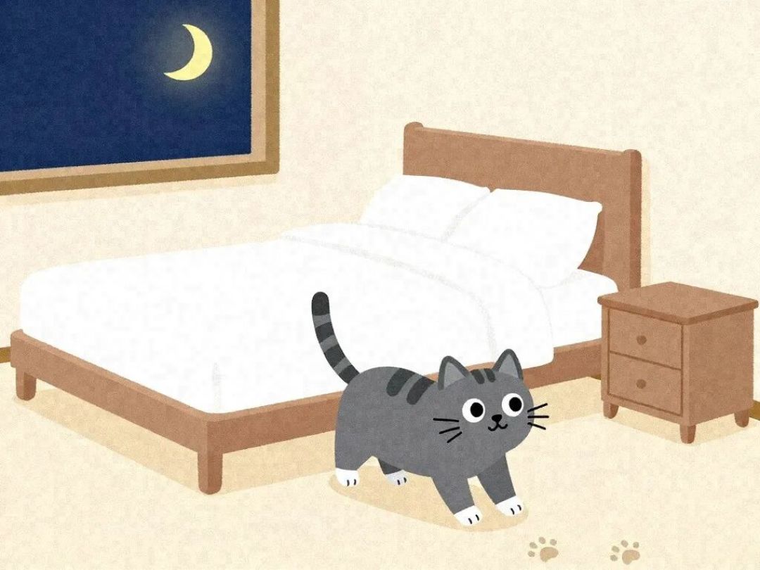 猫凌晨疯跑,“睡前狠玩一顿”为啥对你家不管用?