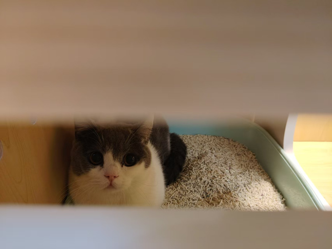 惠州女子被猫踹进手术室:猫应激时,真正危险的不只是猫