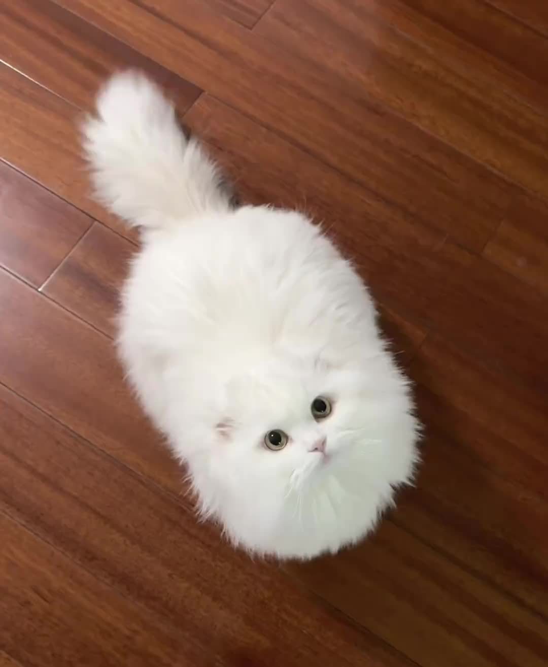 惠州女子被猫踹进手术室:猫应激时,真正危险的不只是猫