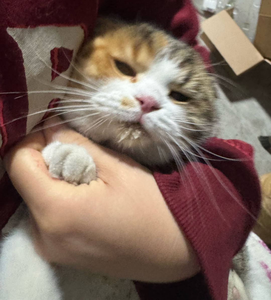惠州女子被猫踹进手术室:猫应激时,真正危险的不只是猫