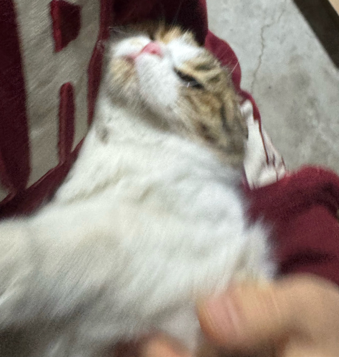 惠州女子被猫踹进手术室:猫应激时,真正危险的不只是猫