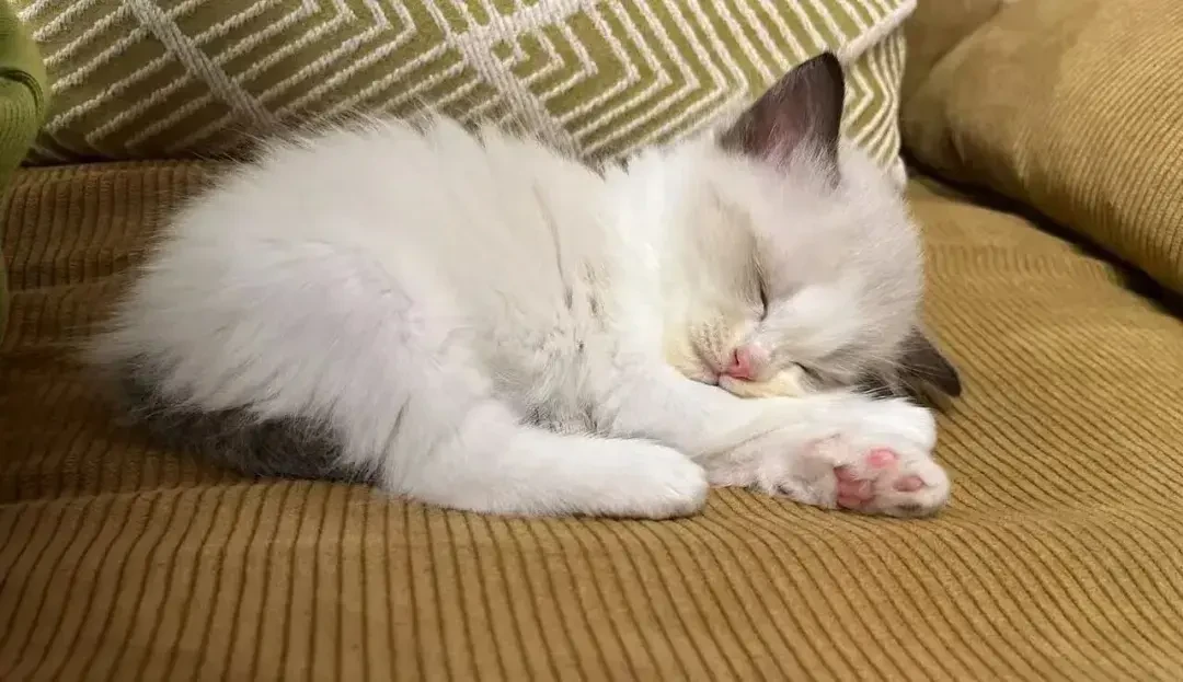 被12斤猫踹进手术室后，她才知道：最危险的应激不炸毛，是“装没事”